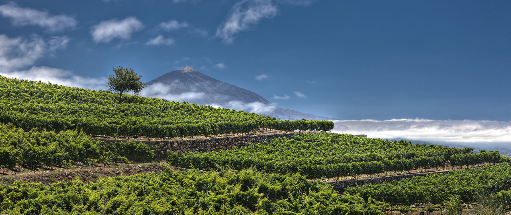 Bodegas Monje: maridar vinos y sexo es posibleDiarioAbierto