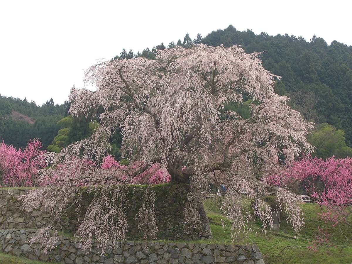 Cerezos en flor del Parque Nara, un espectáculo visual que no